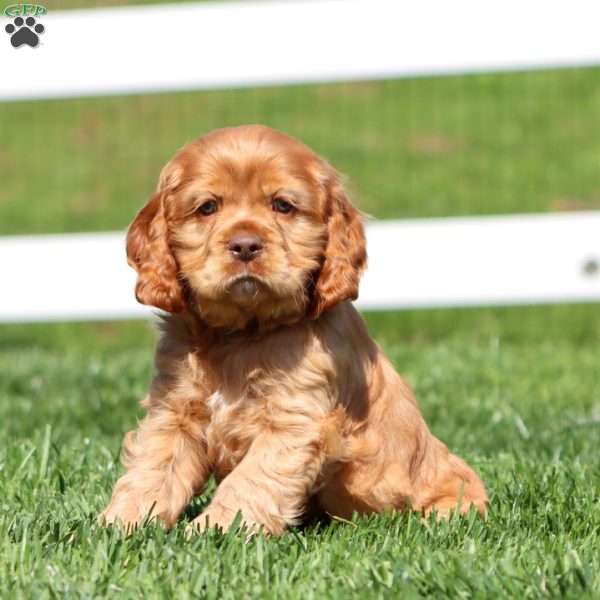 Hero, Cocker Spaniel Puppy