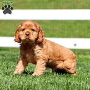 Hero, Cocker Spaniel Puppy
