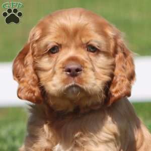 Hero, Cocker Spaniel Puppy
