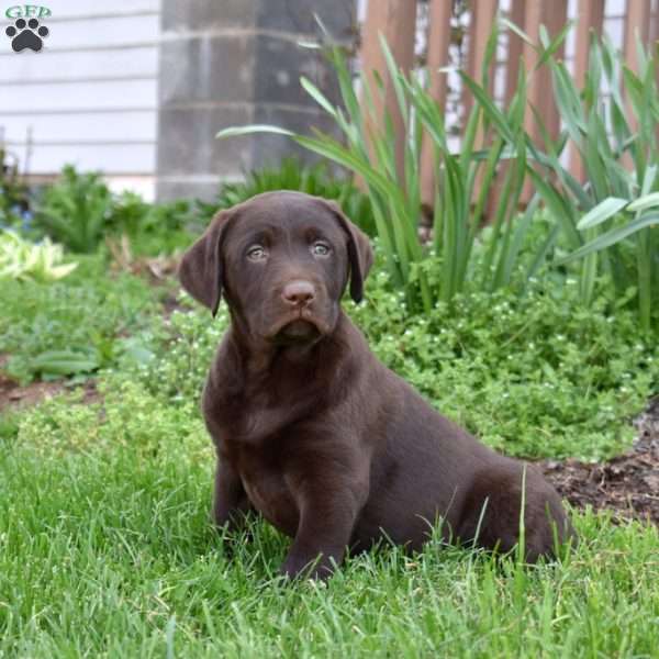 Hershey, Chocolate Labrador Retriever Puppy
