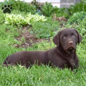 Hershey, Chocolate Labrador Retriever Puppy