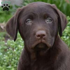 Hershey, Chocolate Labrador Retriever Puppy