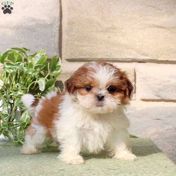 Holly, Teddy Bear Puppy