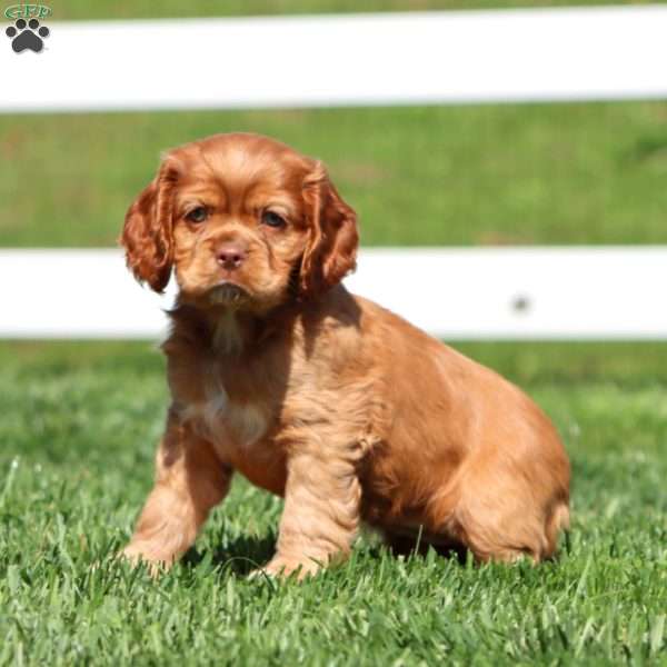 Holly, Cocker Spaniel Puppy