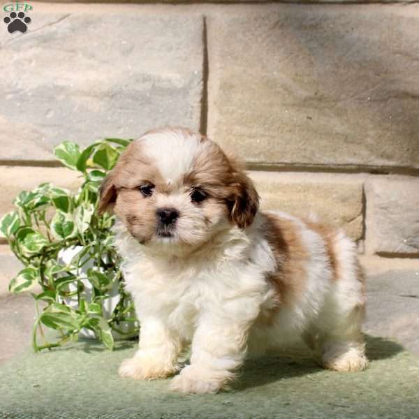 Honey, Teddy Bear Puppy