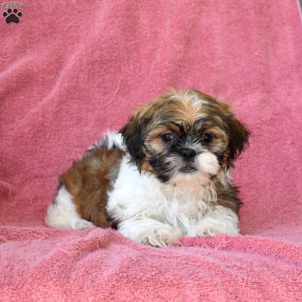 Honey, Shih Tzu Puppy