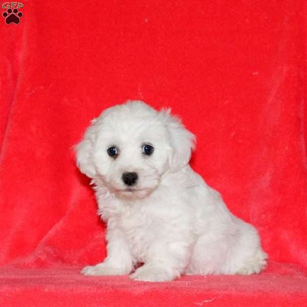 Honey, Bichon Frise Puppy