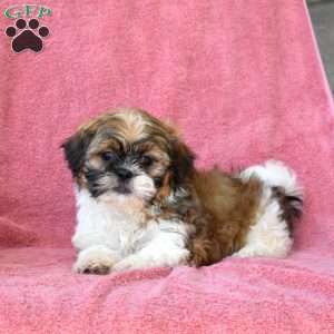 Honey, Shih Tzu Puppy