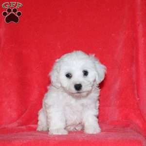 Honey, Bichon Frise Puppy