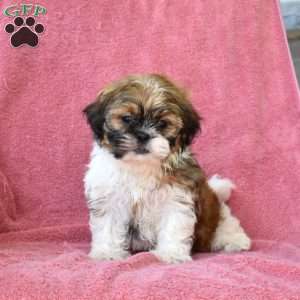 Honey, Shih Tzu Puppy