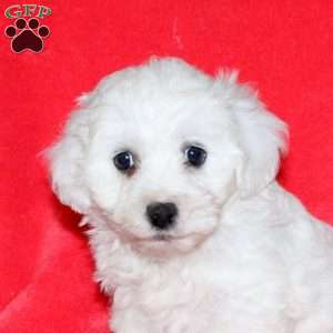 Honey, Bichon Frise Puppy