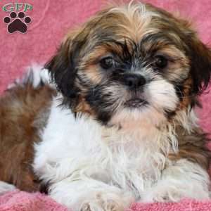 Honey, Shih Tzu Puppy