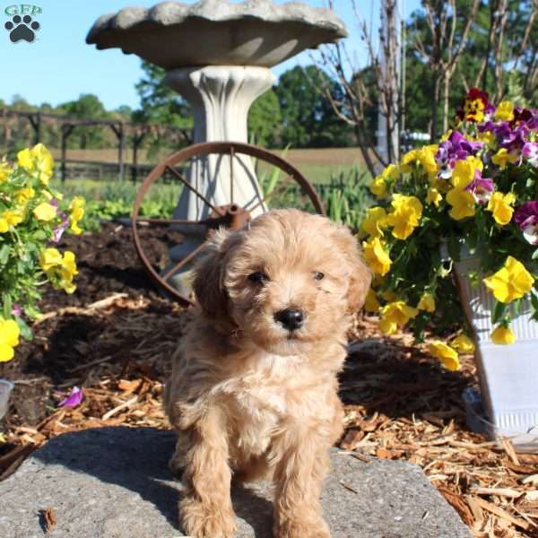Honey, Miniature Poodle Puppy