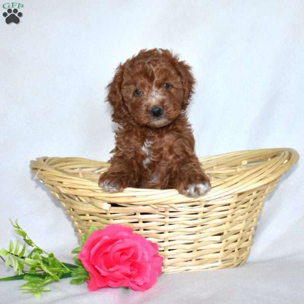 Honeysuckle-F1B, Cavapoo Puppy