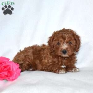 Honeysuckle-F1B, Cavapoo Puppy