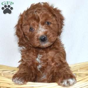 Honeysuckle-F1B, Cavapoo Puppy
