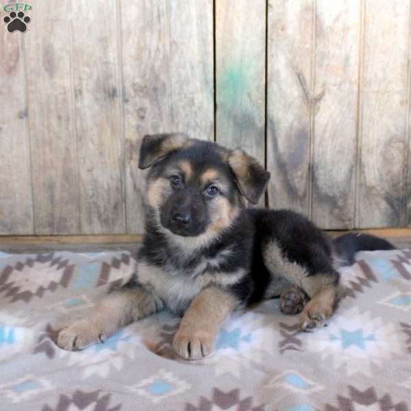 Hope, German Shepherd Puppy