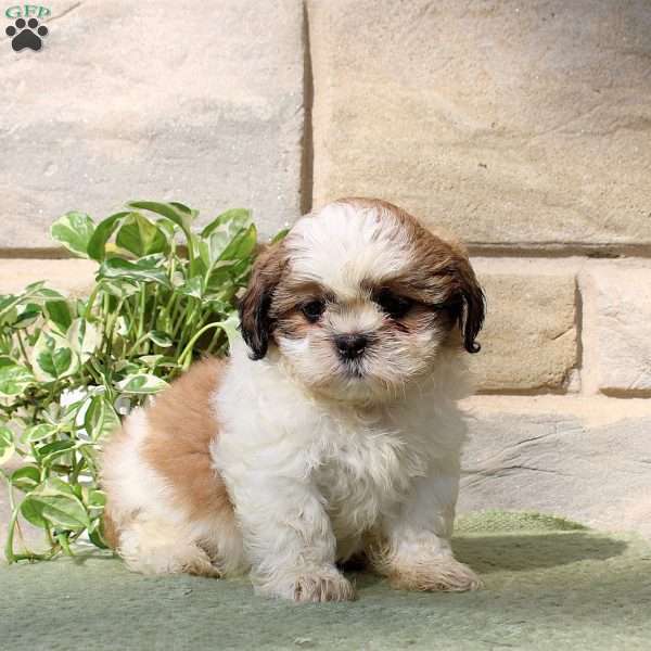 Hope, Teddy Bear Puppy