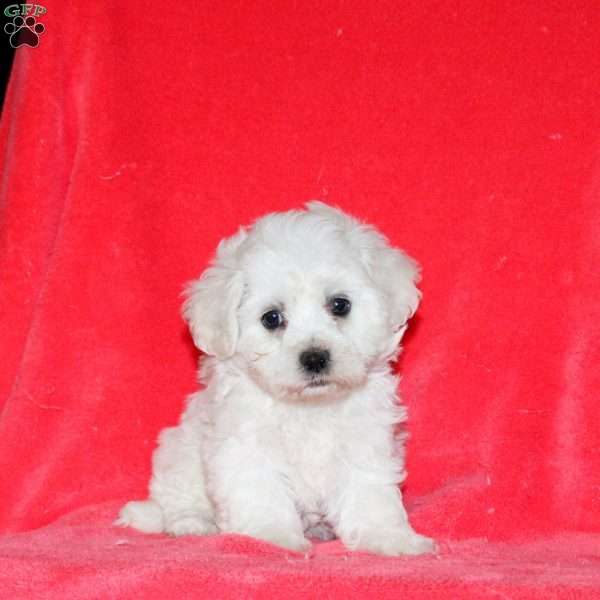 Hope, Bichon Frise Puppy