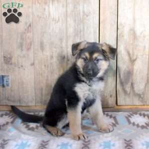 Hope, German Shepherd Puppy