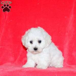 Hope, Bichon Frise Puppy