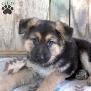 Hope, German Shepherd Puppy