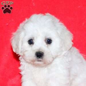 Hope, Bichon Frise Puppy