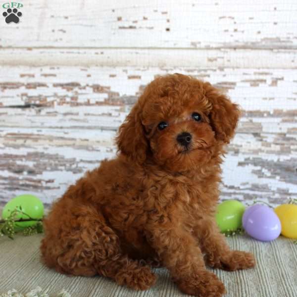 Hope, Toy Poodle Puppy