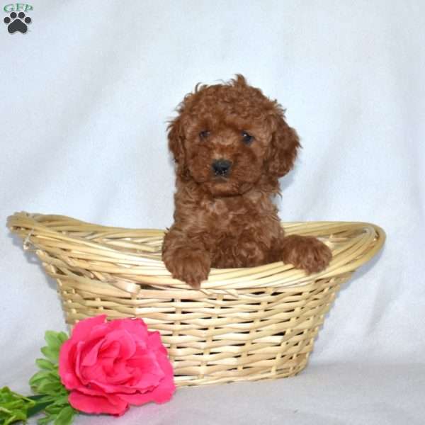 Hopper-F1B, Cavapoo Puppy