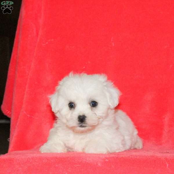 Hopper, Bichon Frise Puppy