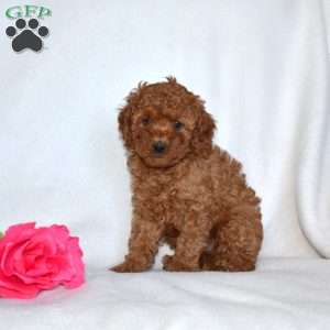 Hopper-F1B, Cavapoo Puppy