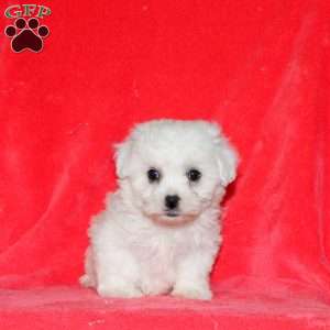 Hopper, Bichon Frise Puppy