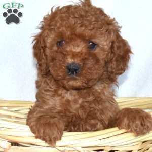 Hopper-F1B, Cavapoo Puppy