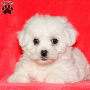 Hopper, Bichon Frise Puppy