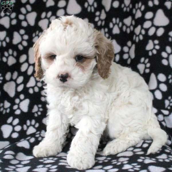 Hudson, Cavapoo Puppy