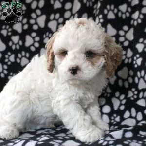 Hudson, Cavapoo Puppy