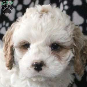 Hudson, Cavapoo Puppy