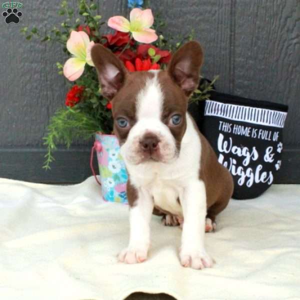 Hugo, Boston Terrier Puppy