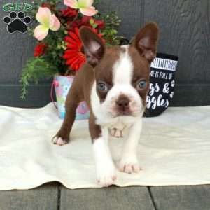 Hugo, Boston Terrier Puppy