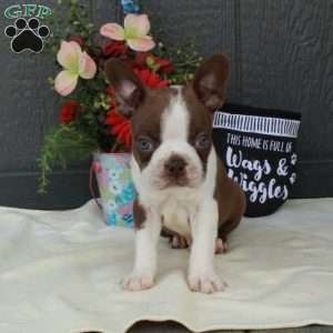 Hugo, Boston Terrier Puppy