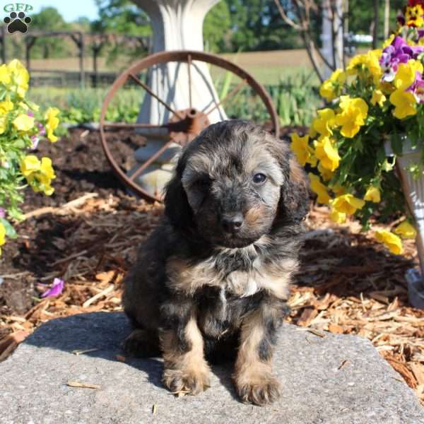 Hugo, Miniature Poodle Puppy