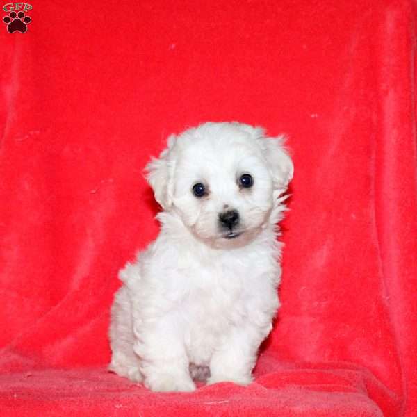 Hugs, Bichon Frise Puppy