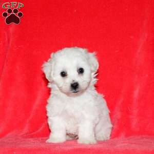 Hugs, Bichon Frise Puppy