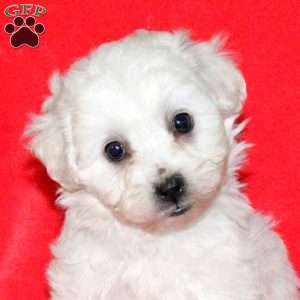 Hugs, Bichon Frise Puppy