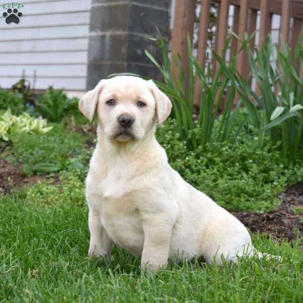 Hunter, Yellow Labrador Retriever Puppy