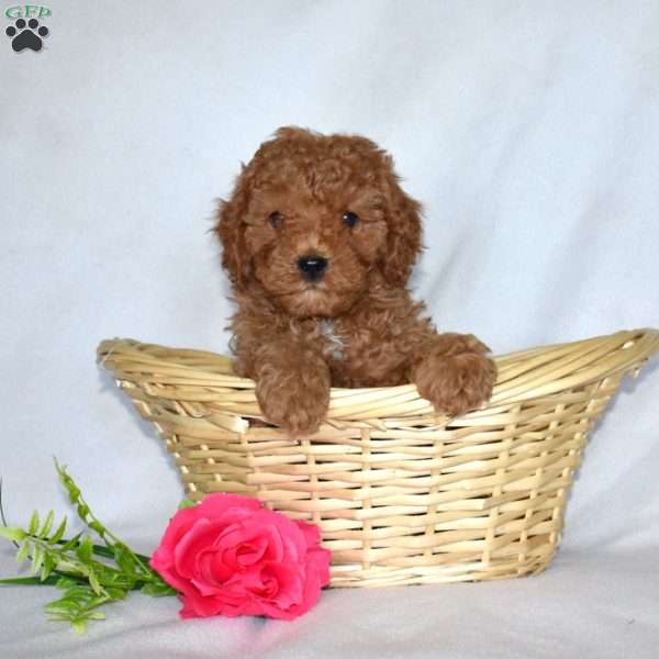 Hunter-F1B, Cavapoo Puppy