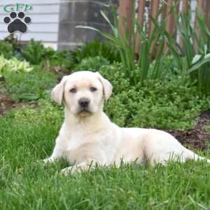 Hunter, Yellow Labrador Retriever Puppy