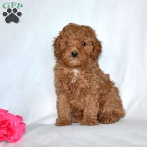 Hunter-F1B, Cavapoo Puppy