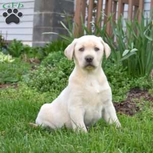 Hunter, Yellow Labrador Retriever Puppy