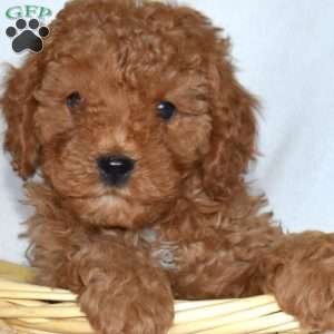 Hunter-F1B, Cavapoo Puppy